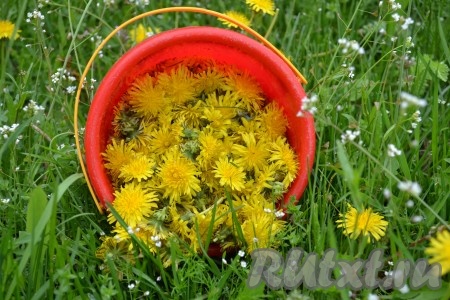 Собрать в экологически чистой местности цветы одуванчика.