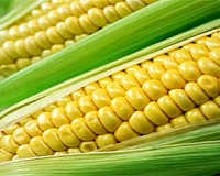 Как варить кукурузу? Сколько варить кукурузу?