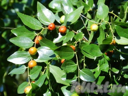 Ягоды зизифуса созревают в сентябре, внешне они очень похожи на маслины, только коричневого цвета.