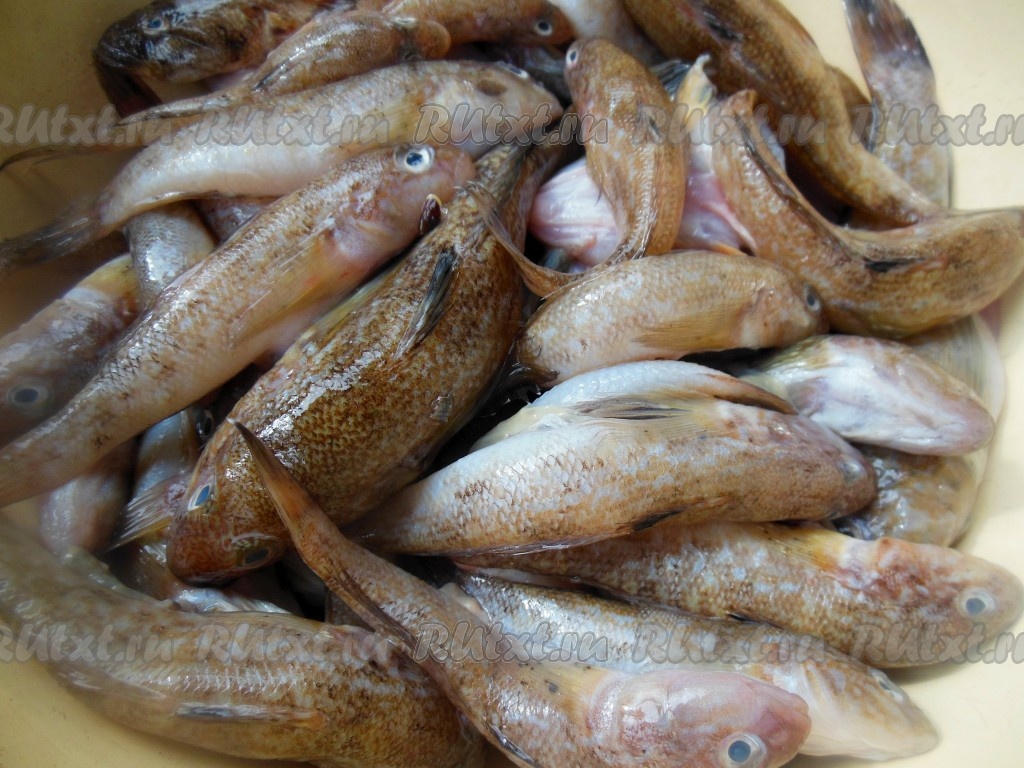 Блюда Из Рыбы Домашнее Фото
