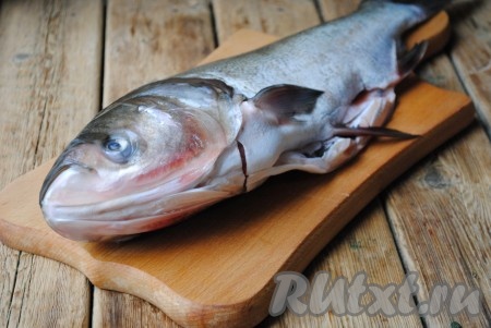 Толстолобика очистить от чешуи, удалить внутренности, хорошо промыть рыбу холодной проточной водой. 