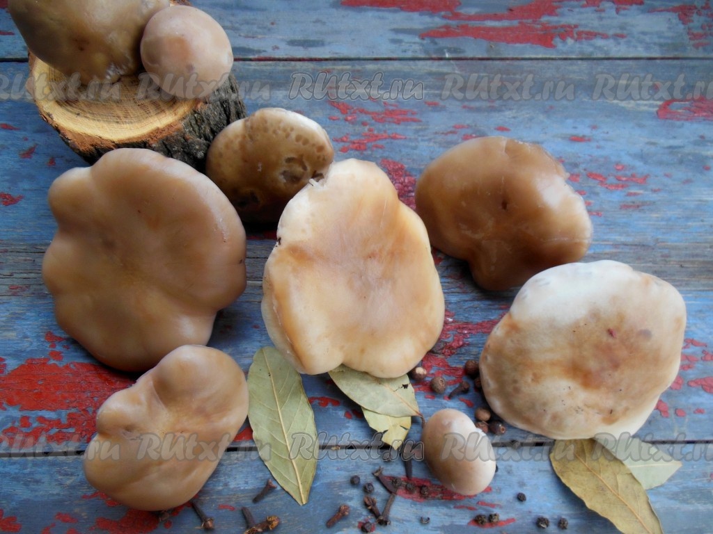 Домашние заготовки: как правильно сушить грибы | журнал Техники Здоровья