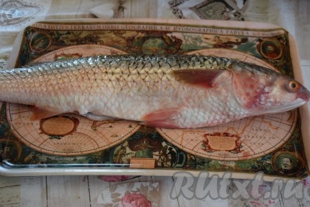 Для начала промоем рыбу под холодной водой и очистим ее от чешуи. Чистим кефаль, проводя ножом от хвоста к голове рыбы. Очищенную рыбу промоем, чтобы смыть все чешуйки.
