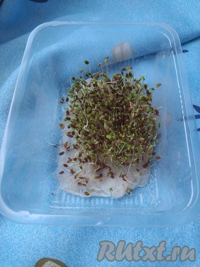 Выращивание микрогрина или микрозелени из семян льна
