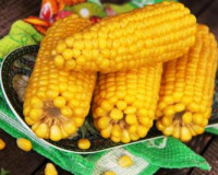 Как сварить кукурузу в початках в мультиварке