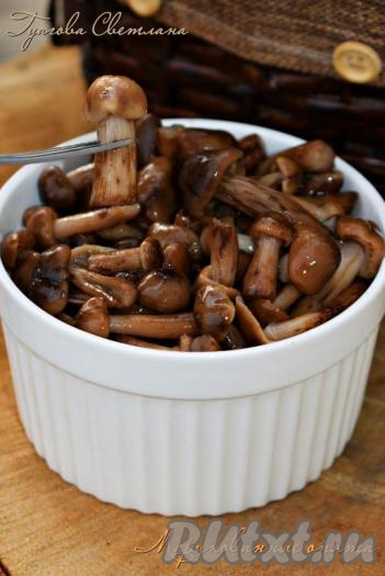 Рецепт маринования опят с уксусом на зиму