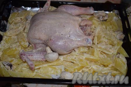 Далее на противень, смазанный сливочным маслом, выкладываем курицу спинкой вниз  (если вес курочки больше, чем 1,2 килограмма, тогда лучше разрезать ее по грудке и выложить для запекания плашмя) и картофель. Ставим в разогретую духовку и запекаем 1 час при температуре 190 градусов.