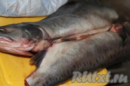 Горбушу промыть под проточной водой, отрезать хвост у каждой рыбки. У меня горбуша потрошеная. По желанию, можно удалить и голову рыбы. Натереть горбушу солью снаружи и внутри (у меня ушло по 1 столовой ложке соли на каждую рыбку). Оставить рыбу, примерно, на 1 час просолиться.